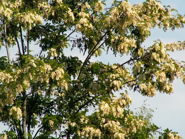 akacja robinia miododajna sadzonka z gołym korzeniem 40 cm 10 szt