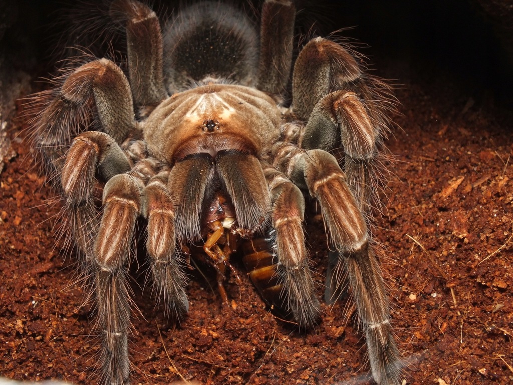 Pamphobeteus sp. mascara (SpidersForge)