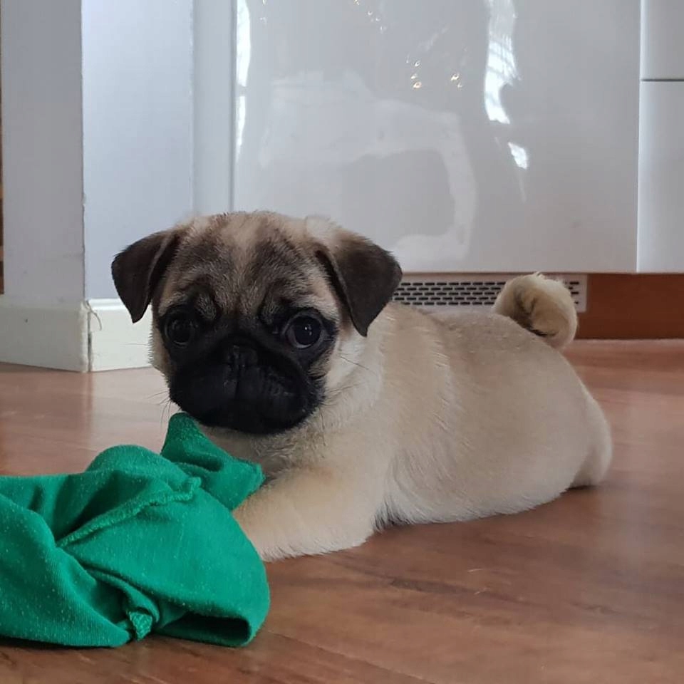 MOPS SUCZKA FCI SZCZENIĘ HODOWLA ZKwP