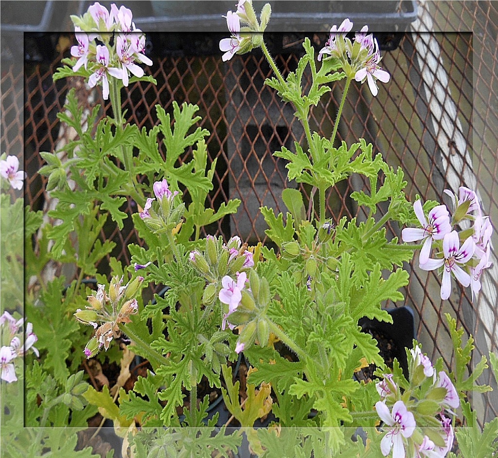 NA PRZEZIĘBIENIE KOMARY GERANIUM ANGINKA PRODUCENT 8348884466