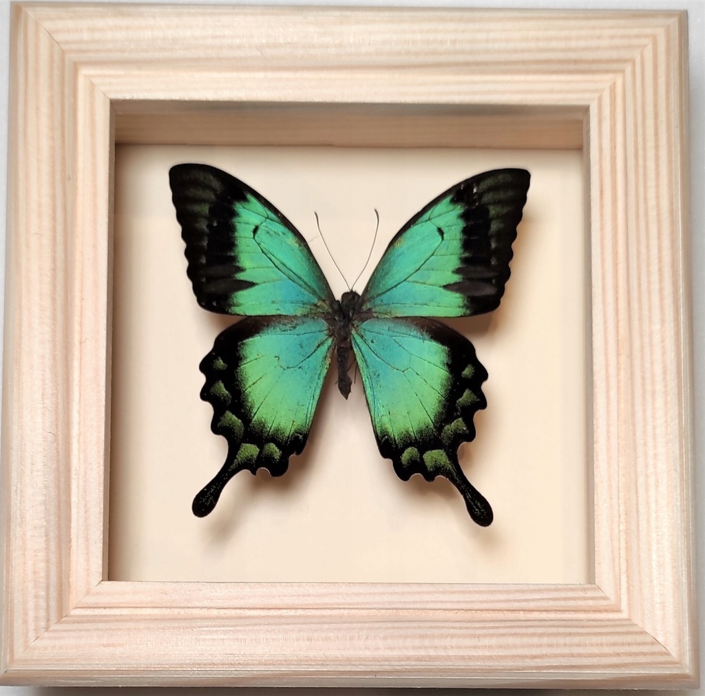 Motyl Papilio lorquinianus albertisi samiec w gablotce.