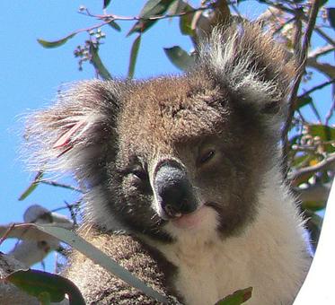 ZWIERZAKI AUSTRALII - prezentacja zdjęciowo - muz.