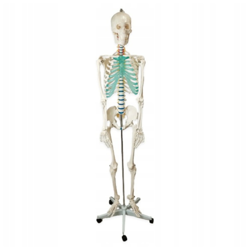 MODEL ANATOMICZNY SZKIELET CZŁOWIEKA 180 CM 1:1