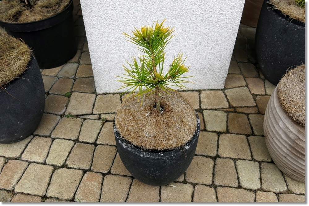 Pinus pungens Mountain Gold - Rarytas !!!