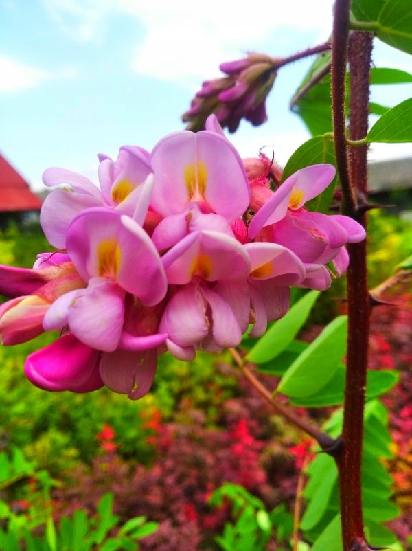 Akacja Lepka Robinia Powtarza Kwitnienie PRODUCENT