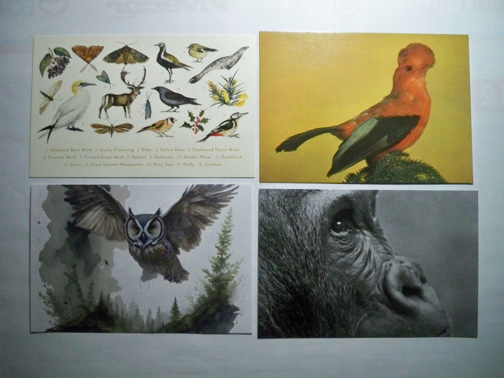 Fauna... - 4 pocztówki.