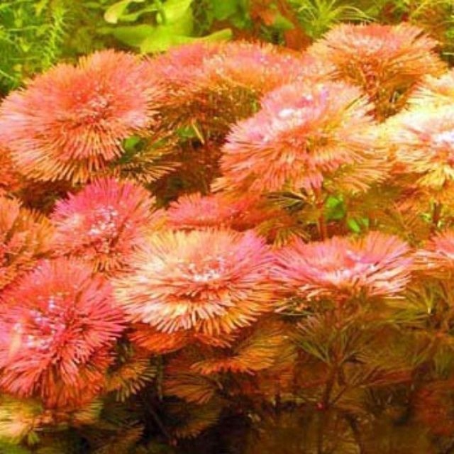 KABOMBA czerwona CABOMBA furcata PIAUHYENSIS 10szt