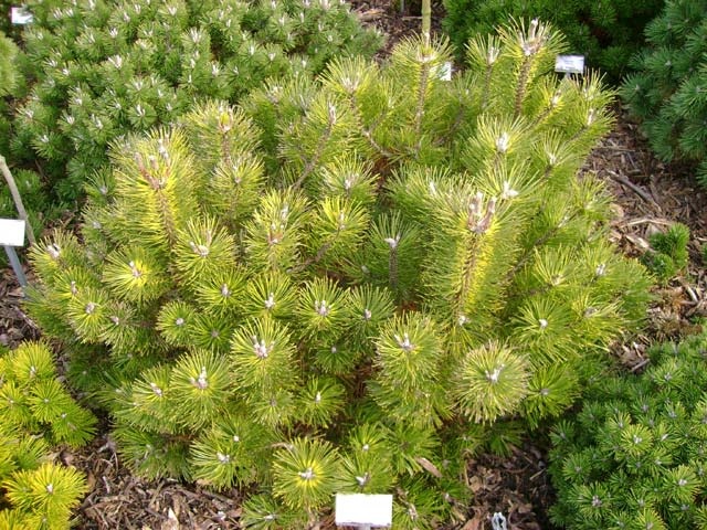 Pinus mugo Kokarde - piękny rarytas!