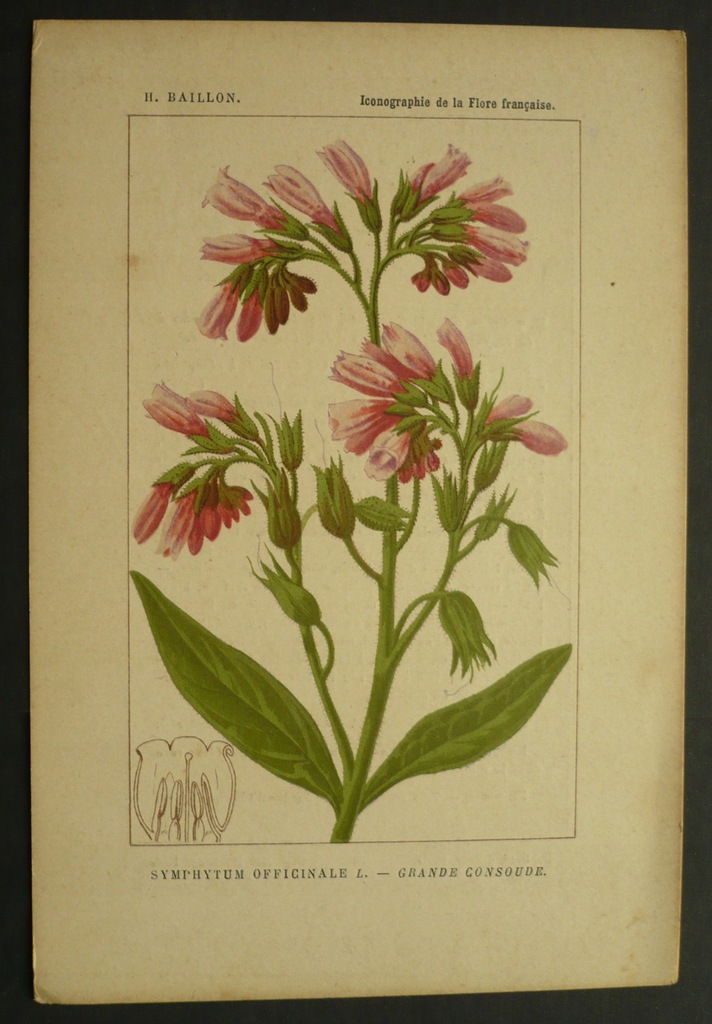 H. Baillon, Żywokost lekarski, oryg. 1870