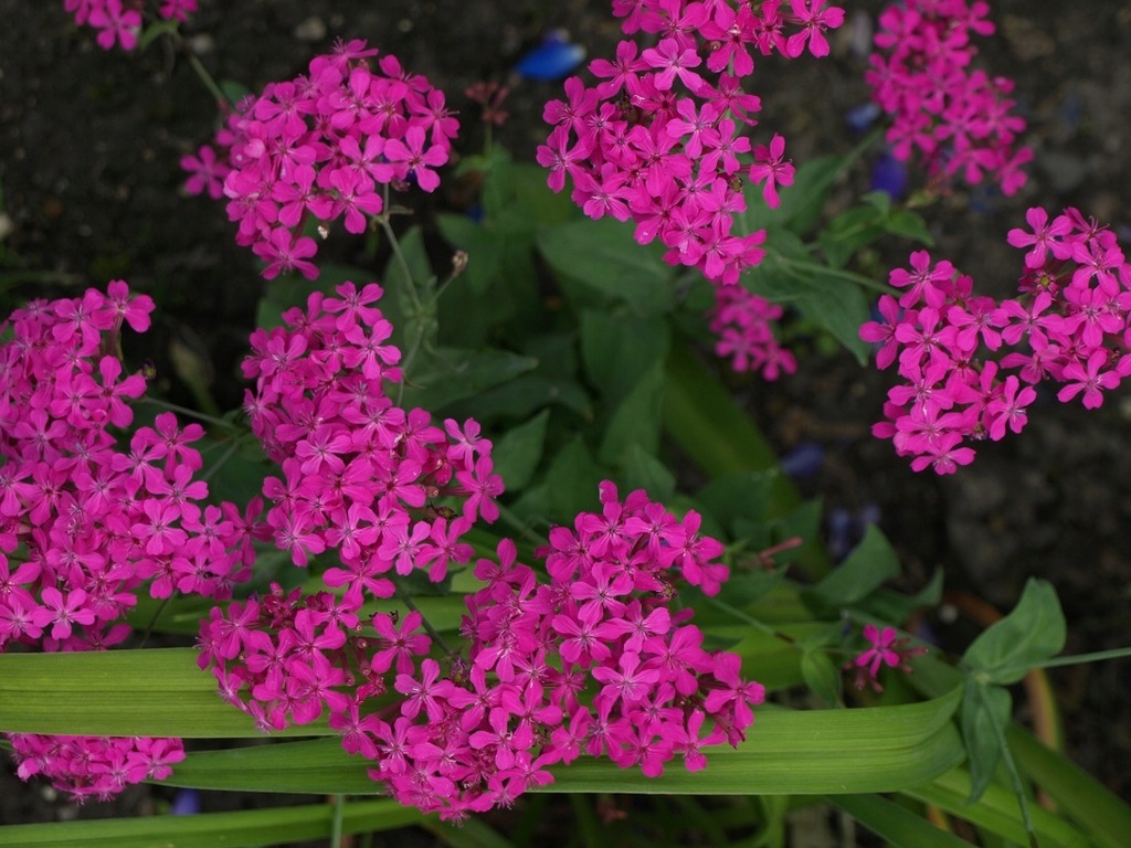 Silene orientalis lepnica wschodu 100 n/2023