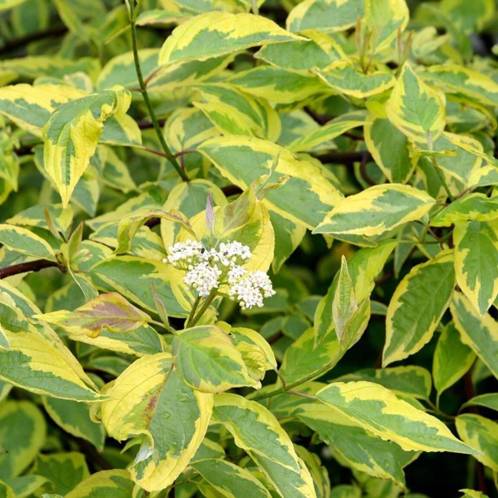 Dereń biały Goulchantii krzewy ozdobne do ogrodu w doniczce sadzonki