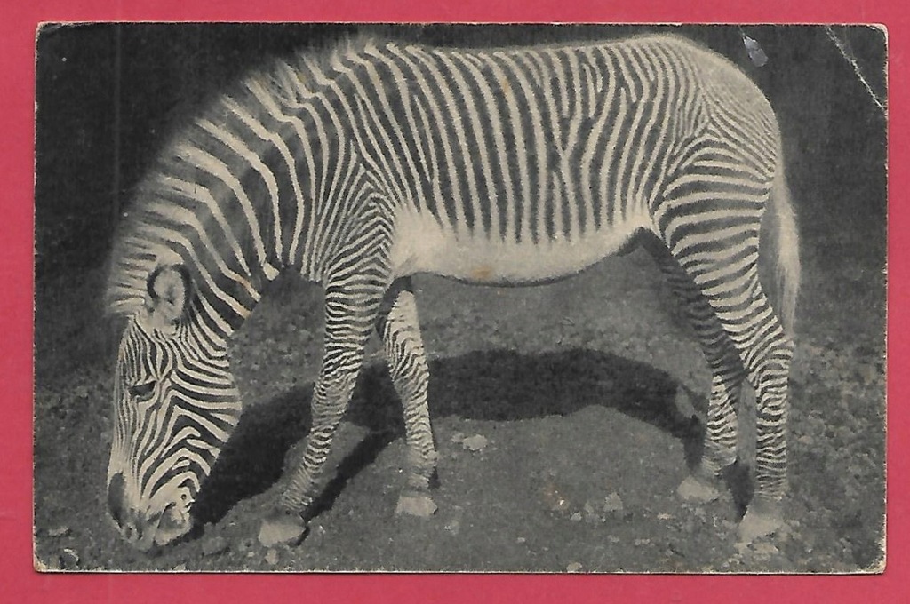 Zebra jeleń sarna zoo ogród zoologiczny stara pocztówka