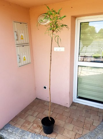 klon pospolity 'Paldiski' ciekawe liście 150 cm