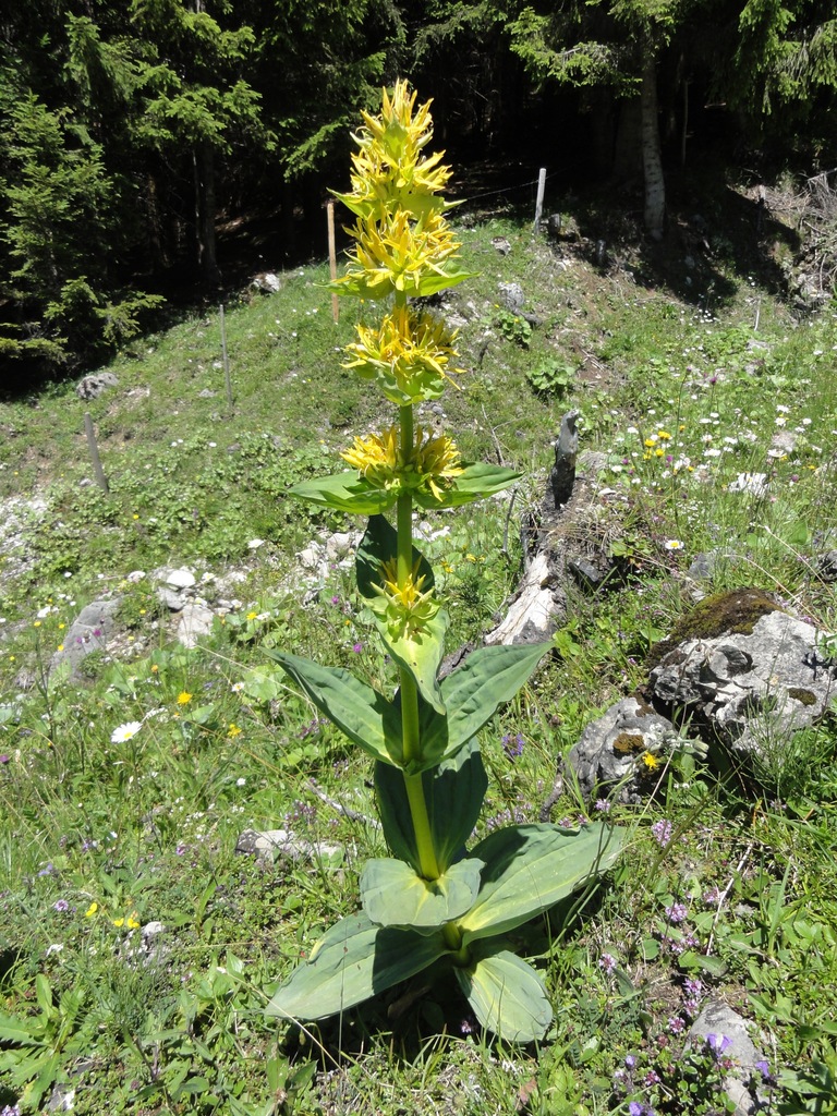 GORYCZKA ŻÓŁTA GENTIANA LUTEA RARYTAS 7700164785 oficjalne