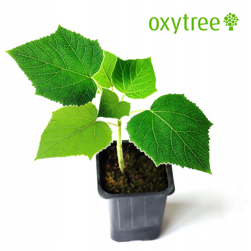Oxytree - drzewo tlenowe z certyfikatem