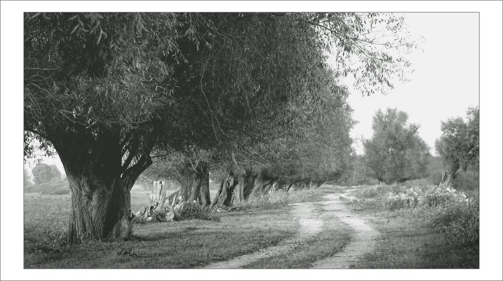 Fotografia  - ,,SŁOŃSK  ,,