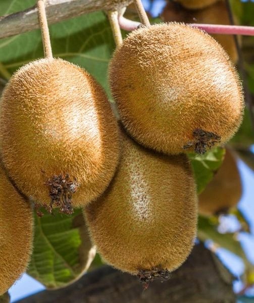 Mini Kiwi Aktinidia Zakarpacie największy owoc