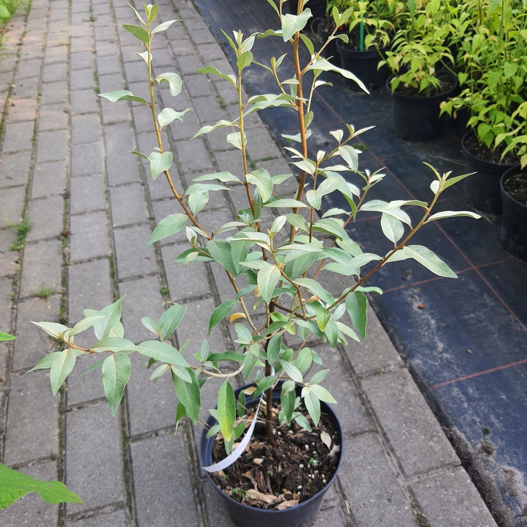 FLORA PARK Oliwnik srebrzysty Elaeagnus commutata w 2L pojemniku