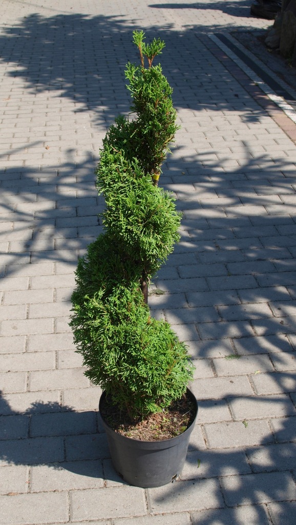 Thuja tuja Smaragd spirala forma bonsai