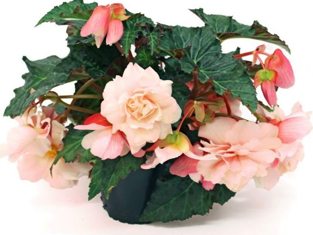Begonia Sweetspice Appleblossom P9 jasnorózowe duże pełne kwiaty