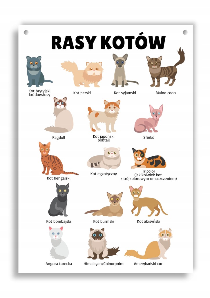Tablica edukacyjna rasy kotów koty rasowe lista A4