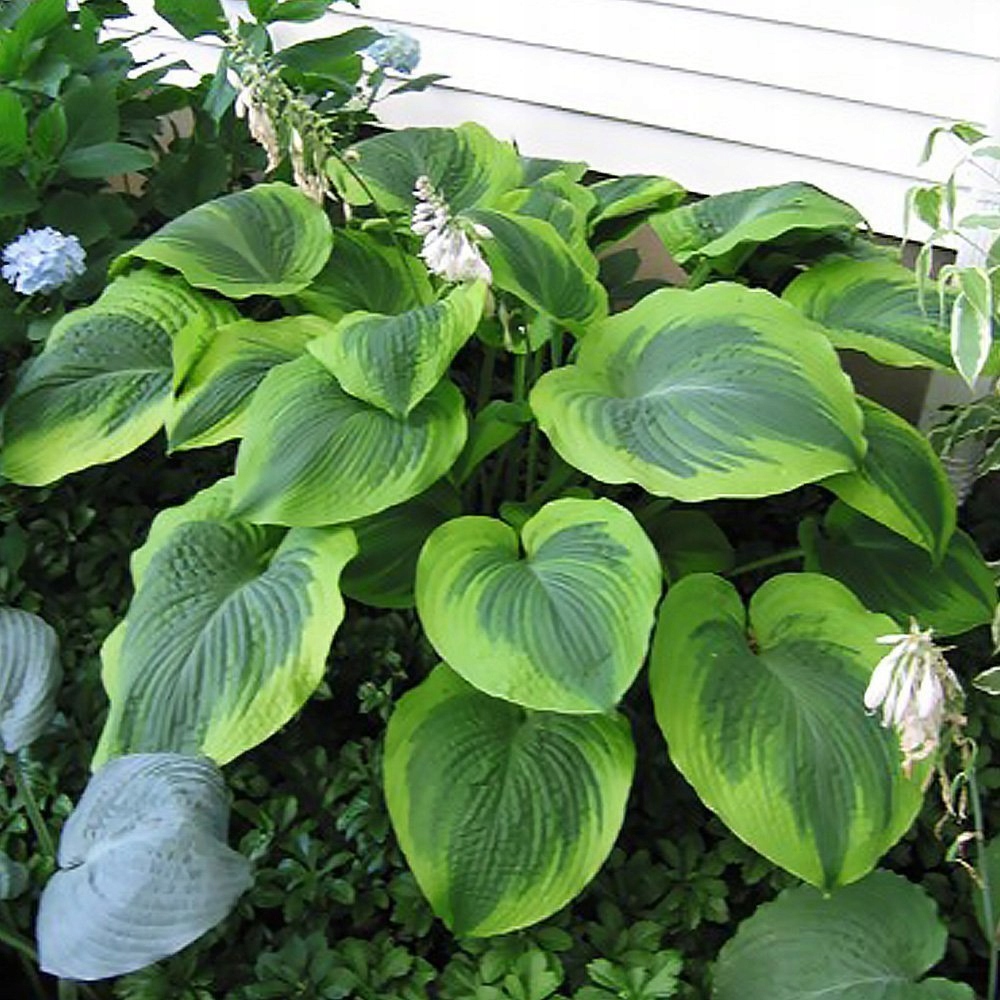 Hosta Funkia olbrzymia Climax 1 szt hosty