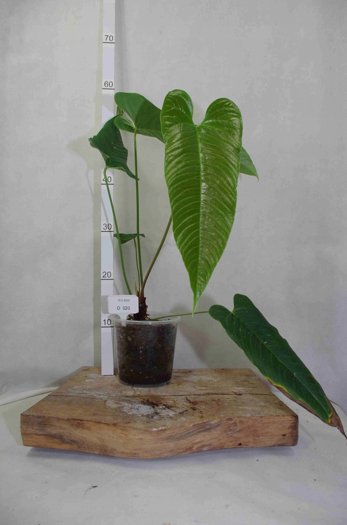 Anthurium offolterianum D 20