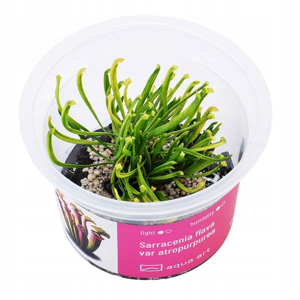 Sarracenia flava var atropurpurea kapturnica Roślina invitro do terrarium