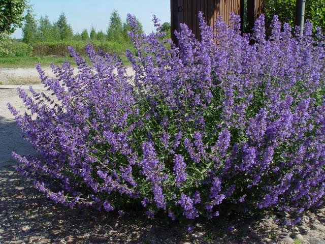 Kocimiętka 'Walker's Low'NASIONA