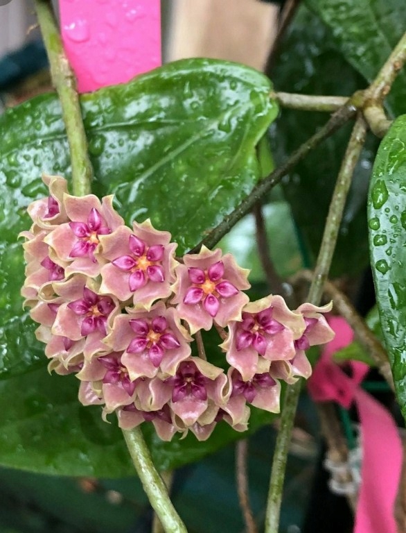 HO MAC Hoya MACROPHYLLA 60-70 cm BIG Passiflora.ru - Сервис коллективных заказов