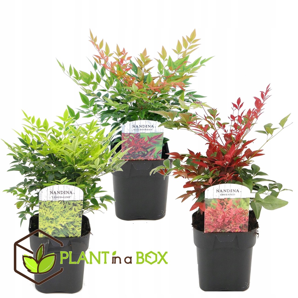 独2LP Embryo (3) La Blama Sparozzi 1028 Schneeball 未開封 /00660 La blama sparozzi - zwischenzonen / embryo -- … | Musica & Video