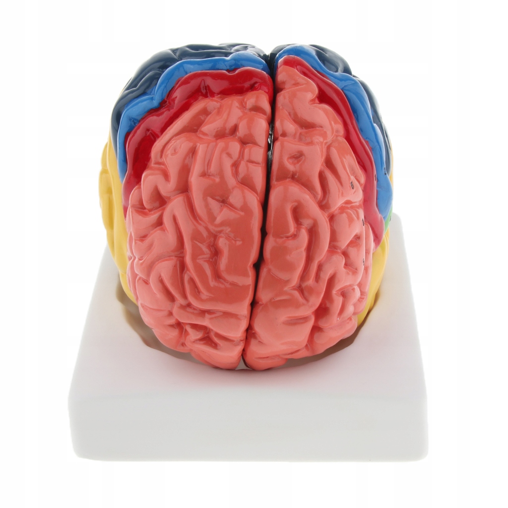 Jednoczęściowy model mózgu Ludzkiego Mózgu -