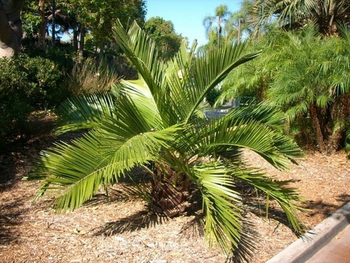 CHILIJSKA PALMA MIODOWA JUBAEA CHILENSIS 1 NASIONO