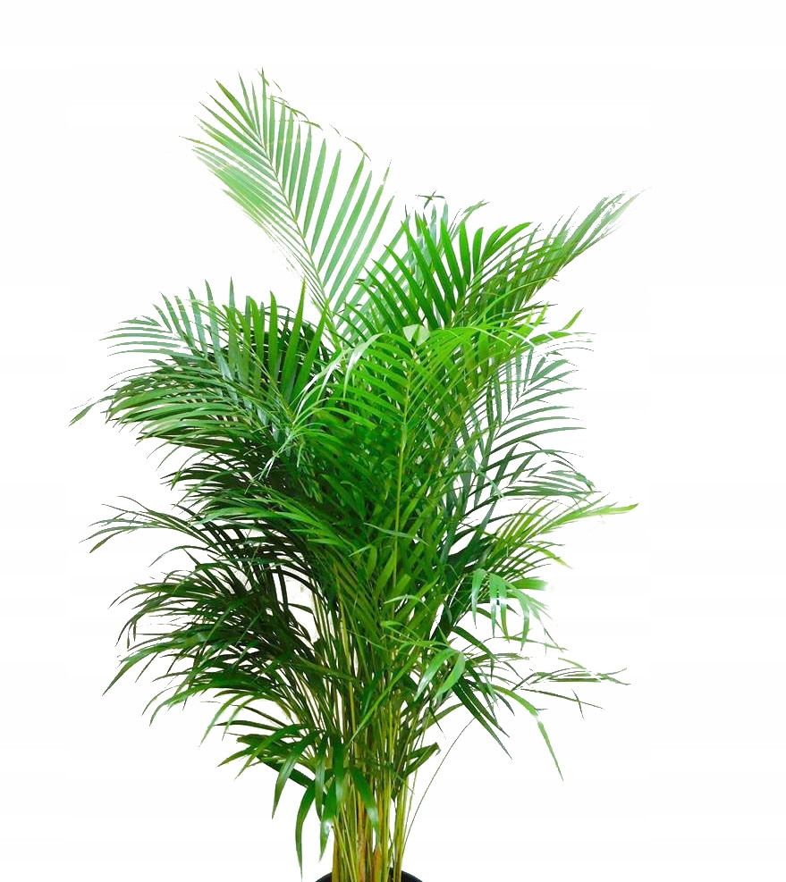 PALMA AREKA (ARECA) 150 cm
