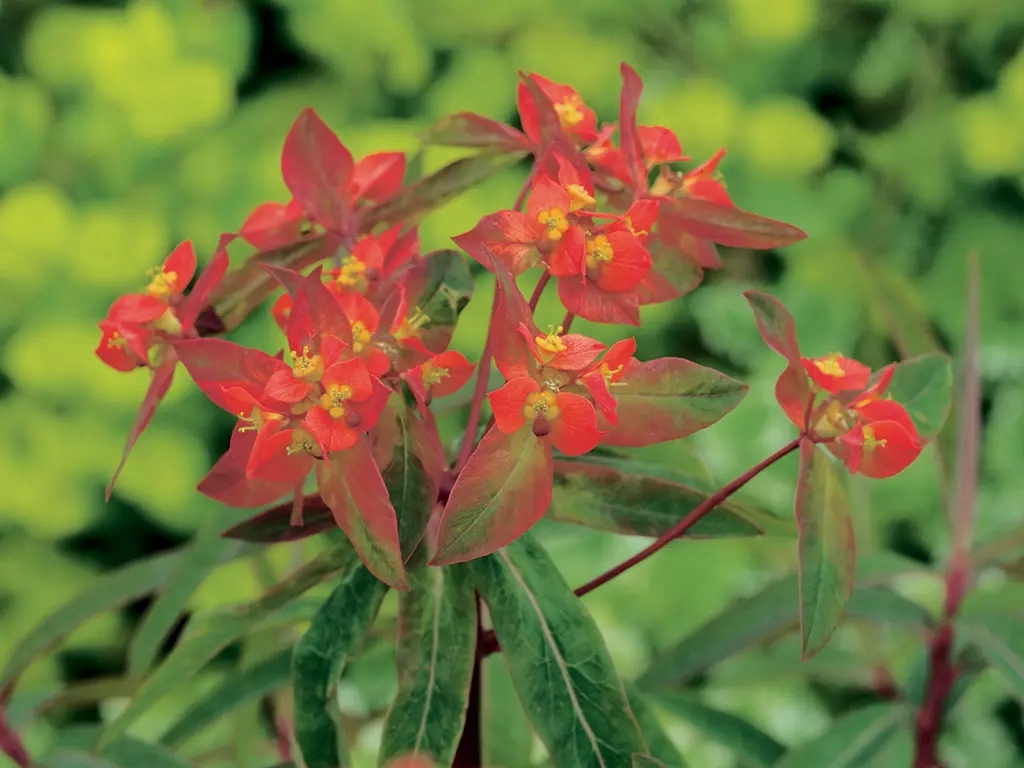 WILCZOMLECZ EUPHORBIA GRIFFITHII 'FIREGLOW' 1 SZT