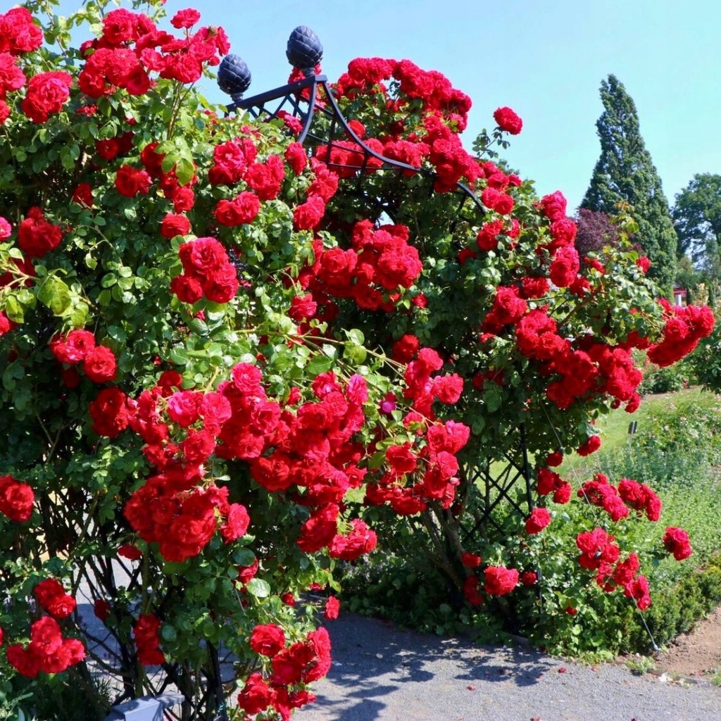 Róża pnąca Amadeus czerwona sadzonka