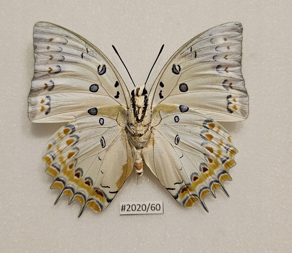 Motyl Polyura delphis strona brzuszna 75mm