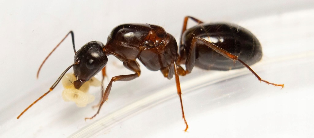 Camponotus sylvaticus mrówki kolonia żołnierze