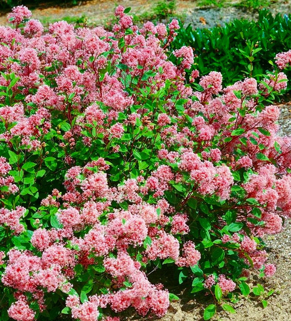 CEANOTHUS PALLIDUS 'MARIE SIMON' PRUSZNIK