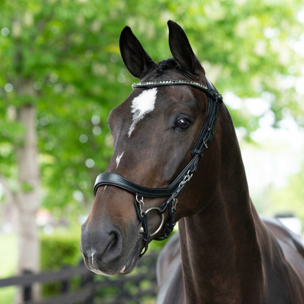 PRESTEQ Naczółek FaySport SHINEBRIGHT Cz/Black Cob