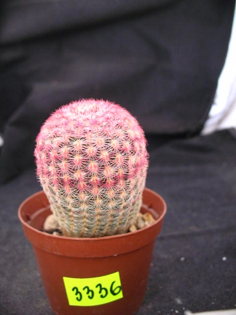 Echinocereus rubispinus 3336 don7cm p-WD1019G