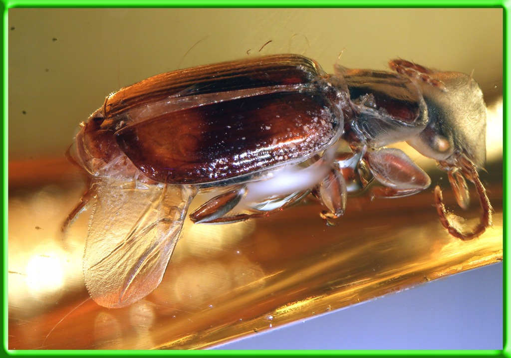 Bursztyn Inkluzja Carabidae Biegaczowate żuk #5800