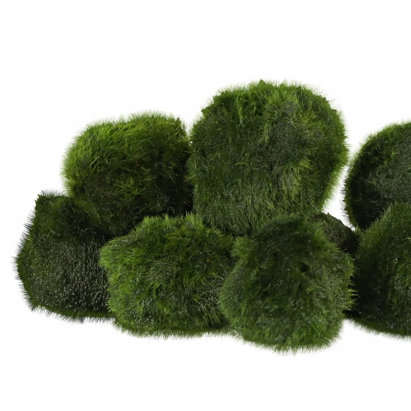 Eco Plant Marimo Ball Moss - gałęzatka 2 - 4cm 60