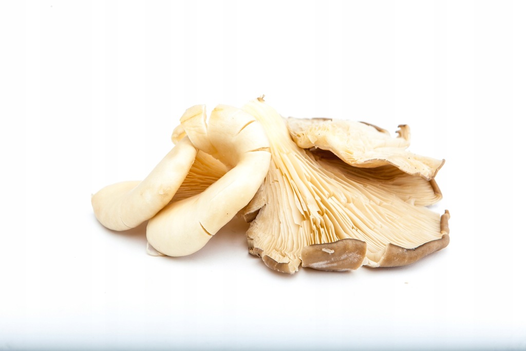 Boczniak 250 g.