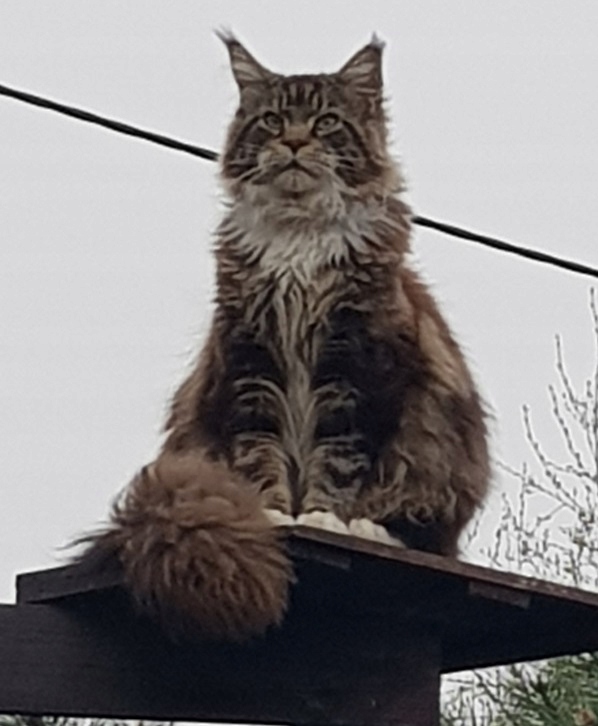 duzy kotek Maine Coon rodowód