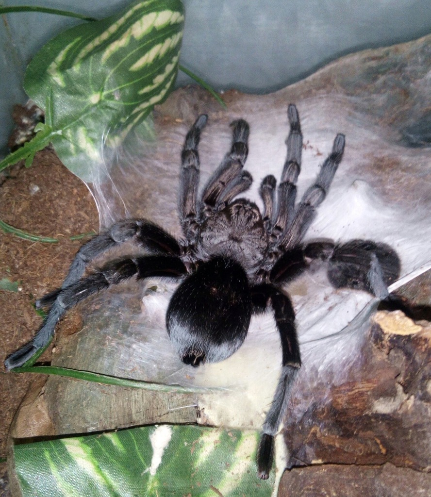 Grammostola pulchra-dorosły samiec od tygodnia