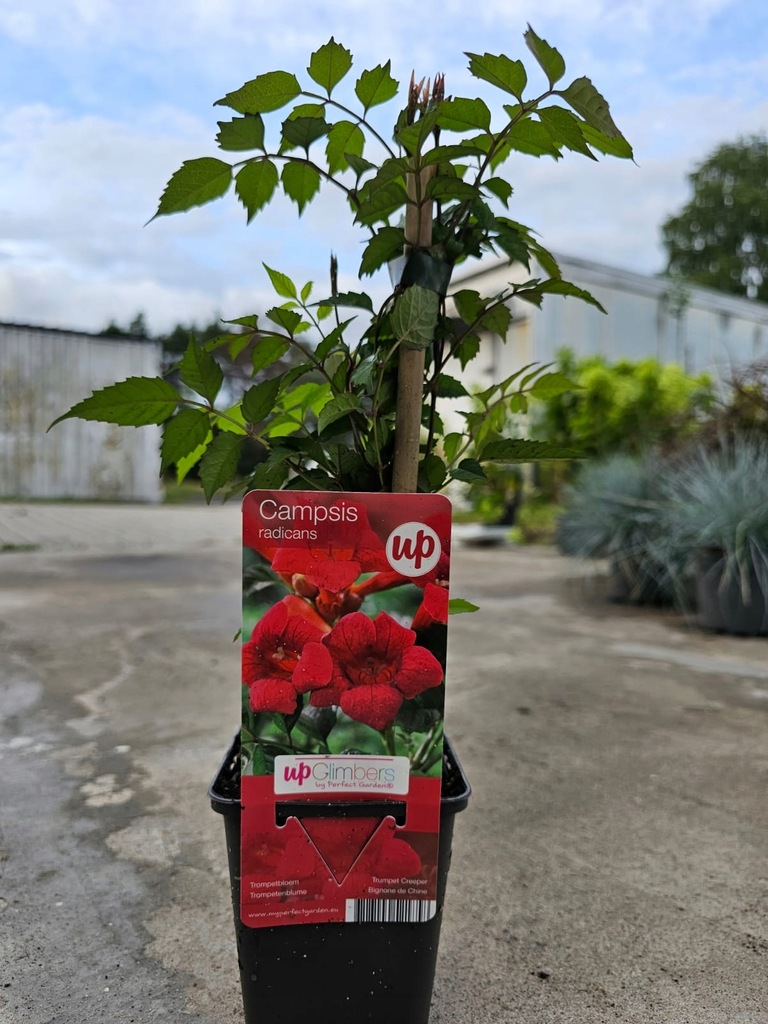 Milin amerykański ( Campsis Radicans) - M