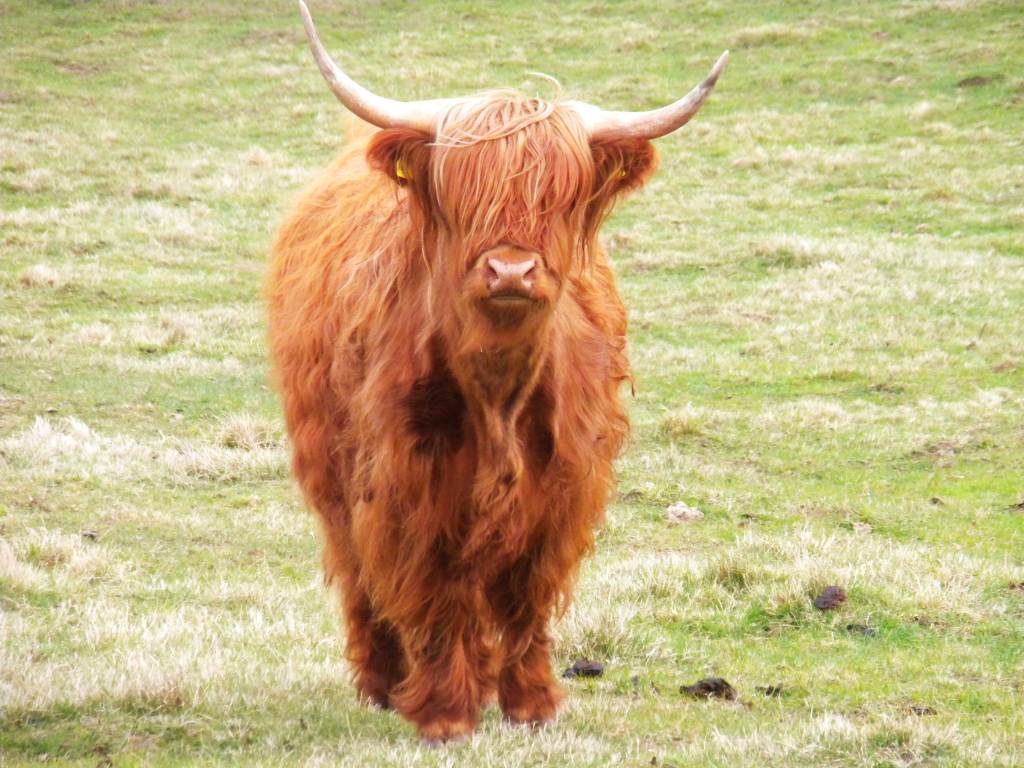 Krowa cielna rasy Highland Cattle