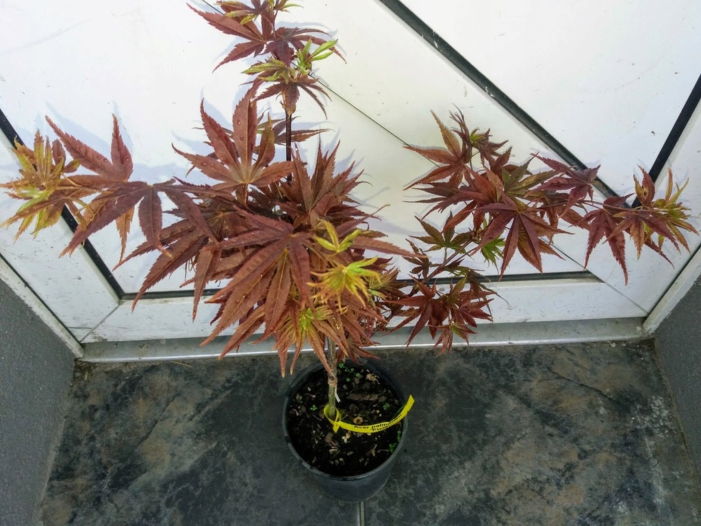 Acer palmatum 'Pixie'