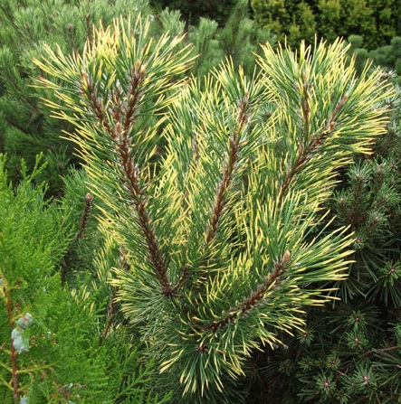Pinus mugo Chameleon - kosodrzewina Chameleon